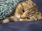 Study finds cats injured in wildfires at deadly blood clots risk(Shutterstock) Study finds cats injured in wildfires at deadly blood clots risk(Shutterstock)