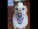 This is what ‘brain freeze’ looks like for this adorable Golden Retriever dog. (Instagram/@dexterthebalancingdog) This is what ‘brain freeze’ looks like for this adorable Golden Retriever dog. (Instagram/@dexterthebalancingdog)