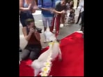 The dog walks the red carpet at the premiere of the movie Paws of Fury: The Legend of Hank. The dog walks the red carpet at the premiere of the movie Paws of Fury: The Legend of Hank. 