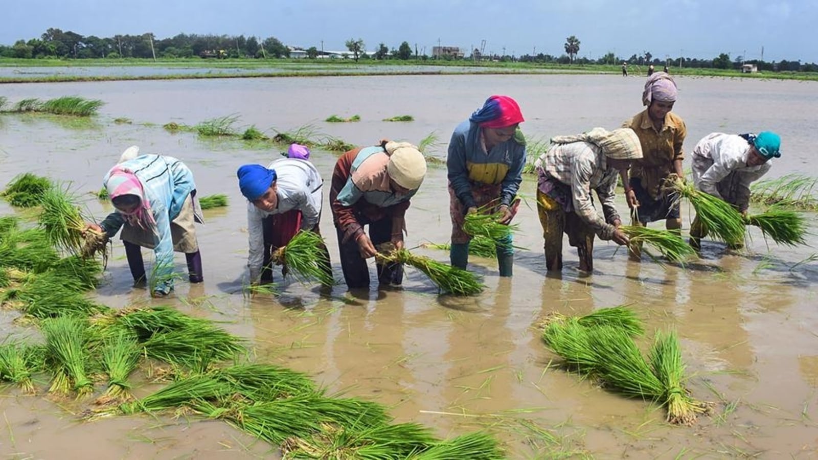 A grim outlook for the rice crop