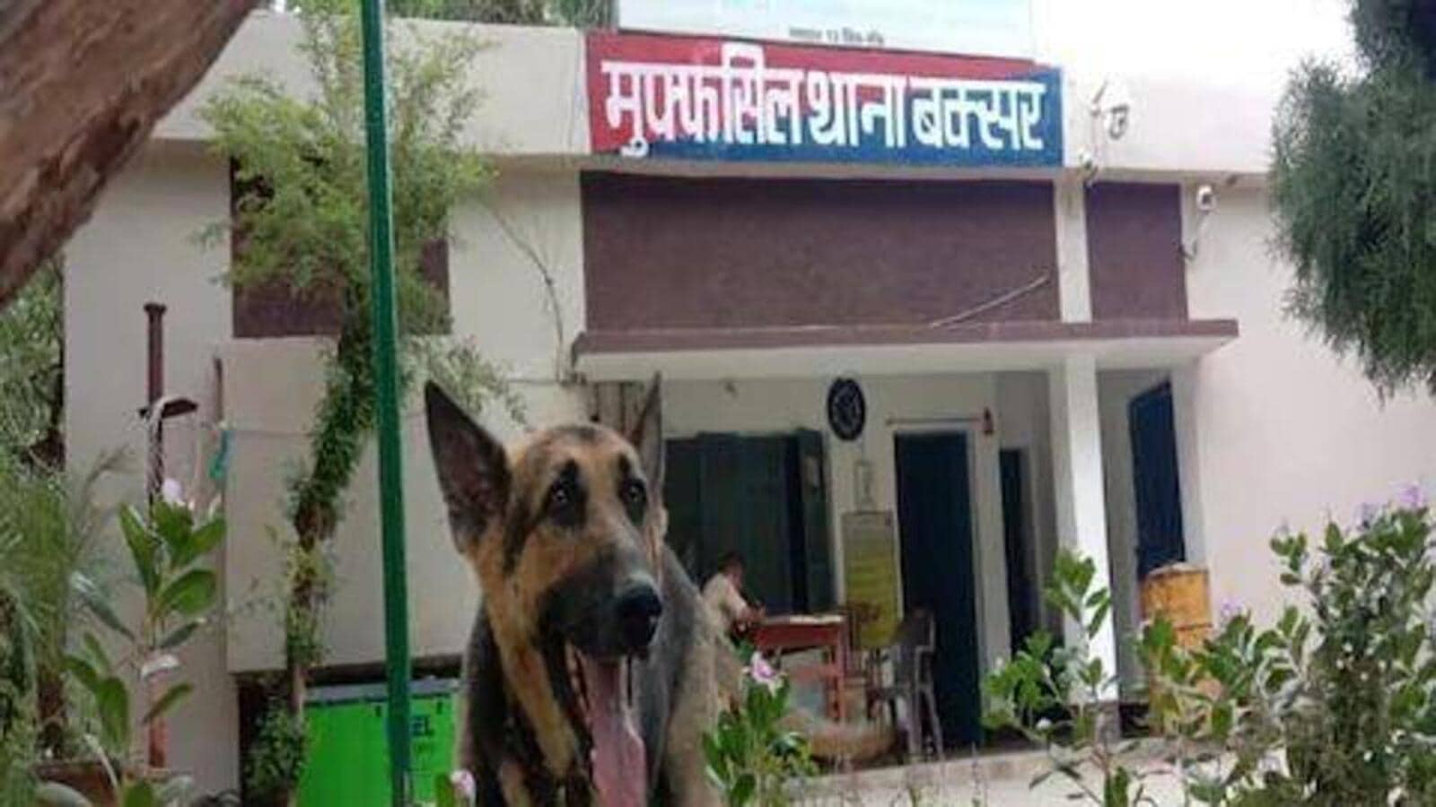 1600px x 900px - German Shepherd lands up in Bihar police station after caretakers sent to  jail - Hindustan Times