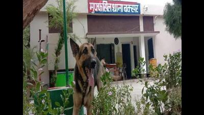 The German Shephard outside Muffassil police station in Buxar. (HT Photo) The German Shephard outside Muffassil police station in Buxar. (HT Photo)