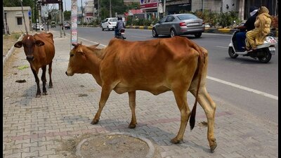 MC has been collecting cow cess since 2017 and  ₹30.95 crore was recovered till May 31 this year. As per officials, only  ₹9 crore has been spent so far. (Gurpreet SIngh/HT)