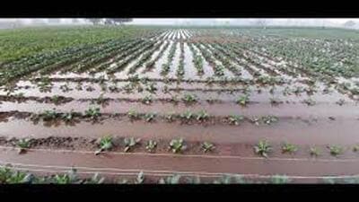 Around 100 acres of standing crop was inundated due to a breach in Drain 1 near Siwah village in Panipat. (Representative Image/HT File)
