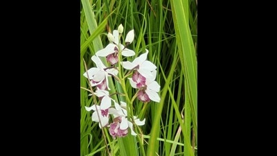 Rare ground orchid (eulophia obtusa) blooming in Dudhwa grasslands. (HT Photo)
