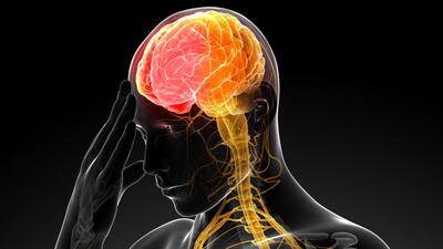 A PU, BHU study identified molecules for potential treatment of neurological conditions. (HT File) A PU, BHU study identified molecules for potential treatment of neurological conditions. (HT File)
