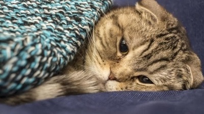 Study finds cats injured in wildfires at deadly blood clots risk (Shutterstock) Study finds cats injured in wildfires at deadly blood clots risk (Shutterstock)