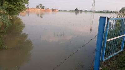 A waterlogged field in Muktsar district after heavy rain over the weekend. Similar reports were received from Fazilka district, too. (Sanjeev Kumar/HT) A waterlogged field in Muktsar district after heavy rain over the weekend. Similar reports were received from Fazilka district, too. (Sanjeev Kumar/HT)