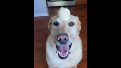This is what ‘brain freeze’ looks like for this adorable Golden Retriever dog. (Instagram/@dexterthebalancingdog) This is what ‘brain freeze’ looks like for this adorable Golden Retriever dog. (Instagram/@dexterthebalancingdog)
