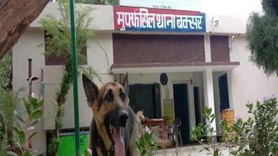 The police said that they are giving food to the German Shepherd but are finding it difficult to handle him as the dog understands instructions in English only. (Sourced) The police said that they are giving food to the German Shepherd but are finding it difficult to handle him as the dog understands instructions in English only. (Sourced)