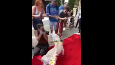 The dog walks the red carpet at the premiere of the movie Paws of Fury: The Legend of Hank.&nbsp; (Instagram/@ladyandtheblues)