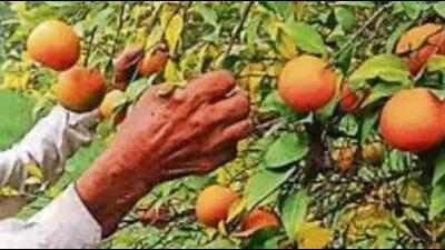 Horticulture and food processing minister Fauja Singh Sarari said that the chief minister has been encouraging farmers to opt for diversification from the traditional crop cycle and to achieve this purpose, special attention is being given to horticulture by the government. (HT File Photo/ Representational image)