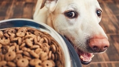Digestive issues due to giardiasis and GI parasites: Giardiasis is caused by the protozoan found in soil that makes its way into your pet’s gut when they consume infected soil. It can lead to digestive upsets like diarrhoea and vomiting. On the other hand, GI parasites can spread through the stools of infected animals. They get ingested into your pets’ system during walks. Pet parents can recognize these diseases through the presence of worms in stools or if the pet is suffering from diarrhoea or vomiting profusely. In such cases, it is important to consult the vet, especially if worms are found in stools or vomit. Apart from this, regular deworming must be done under the supervision of vets. It is highly advisable to clean their paws for hygiene purposes after the walk as pets have the habit of licking them. (Pinterest)