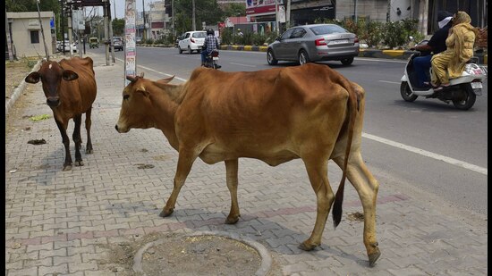 MC has been collecting cow cess since 2017 and <span class='webrupee'>₹</span>30.95 crore was recovered till May 31 this year. As per officials, only <span class='webrupee'>₹</span>9 crore has been spent so far. (Gurpreet SIngh/HT) MC has been collecting cow cess since 2017 and <span class='webrupee'>₹</span>30.95 crore was recovered till May 31 this year. As per officials, only <span class='webrupee'>₹</span>9 crore has been spent so far. (Gurpreet SIngh/HT)