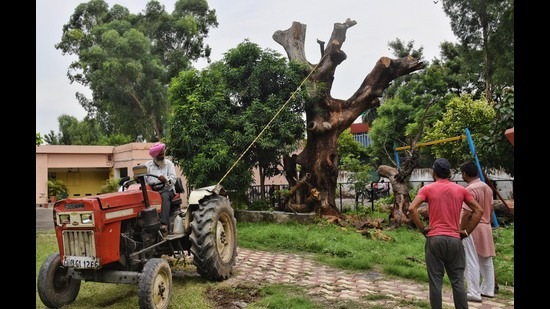 Since the tree collapse at Carmel Convent on July 8, the UT administration has already removed two heritage trees at Vatika School, Sector 19 (in picture), and Government Nursery, Sector 23. (HT Photo)