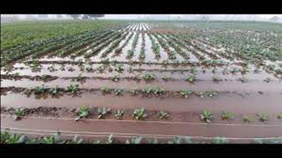 Around 100 acres of standing crop was inundated due to a breach in Drain 1 near Siwah village in Panipat. (Representative Image/HT File)