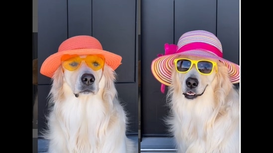 The golden retriever dog showed off her impressive collection of accessories.&nbsp;(jadethegoldengirl/Instagram)