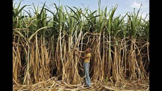 Taking a tough stand on the management of the Phagwara mill, agriculture minister Kuldeep Singh Dhaliwal directed the agriculture department to ensure that out of the <span class='webrupee'>₹</span>72 crore payment due (since the last three years) towards the farmers, <span class='webrupee'>₹</span>22 crore must be realised soon and credited to the accounts of farmers by selling the mill property at Bhuna, Haryana. (HT File Photo) Taking a tough stand on the management of the Phagwara mill, agriculture minister Kuldeep Singh Dhaliwal directed the agriculture department to ensure that out of the <span class='webrupee'>₹</span>72 crore payment due (since the last three years) towards the farmers, <span class='webrupee'>₹</span>22 crore must be realised soon and credited to the accounts of farmers by selling the mill property at Bhuna, Haryana. (HT File Photo)