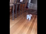 The puppy's run is relatable for those who wish to simply run home straight after work. The puppy's run is relatable for those who wish to simply run home straight after work. 
