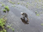 The raccoon roams around with a plastic jar stuck on its head before getting rescued. The raccoon roams around with a plastic jar stuck on its head before getting rescued. 