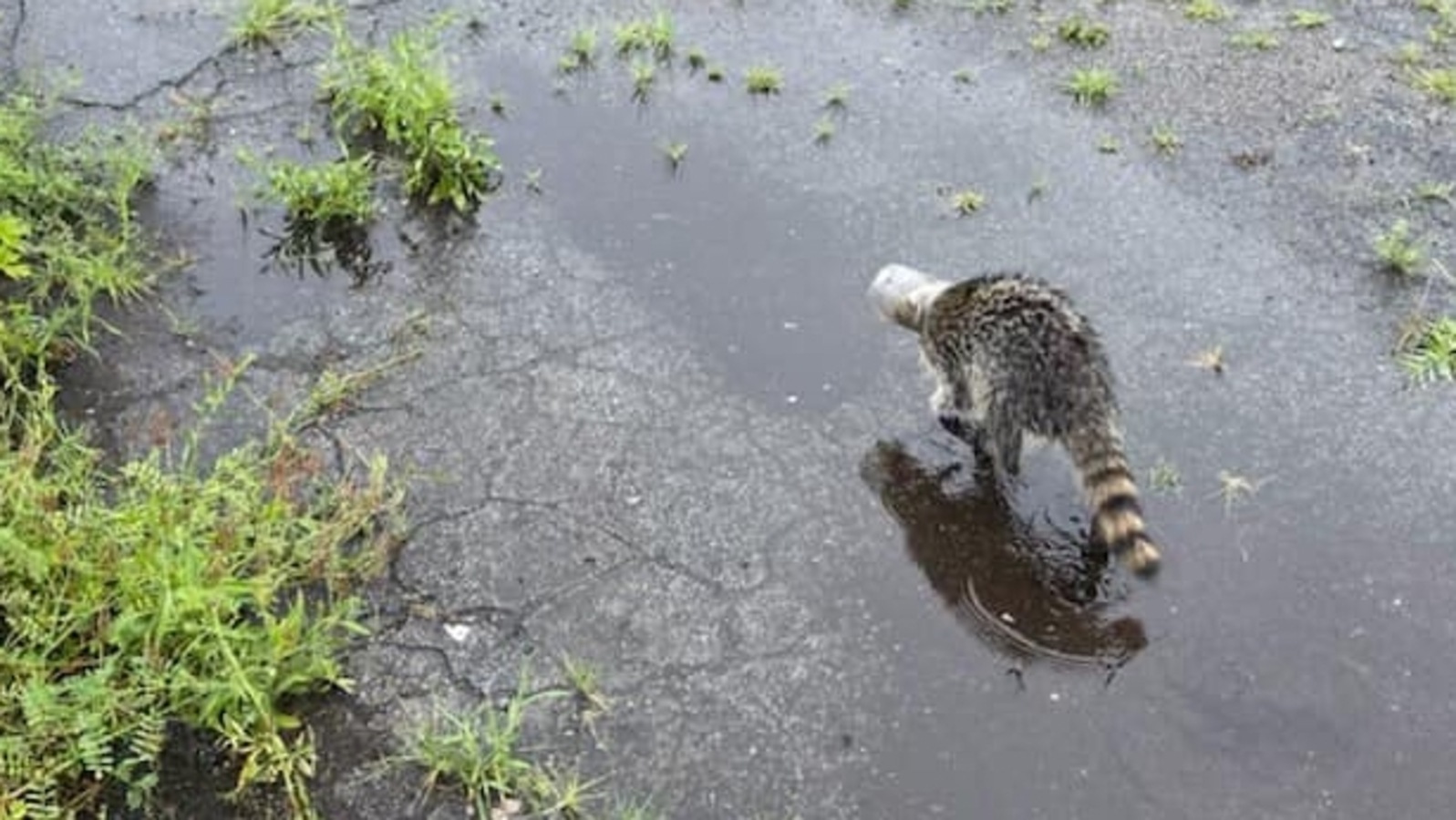 Raccoon Roams Around With Its Head Stuck In A Jar Until Rescued By 