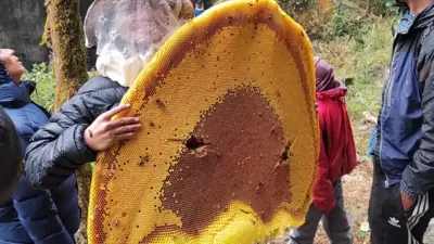 Mad honey of Nepal is one of the rarest honey in the world that is known for its intoxicating properties. It has gained worldwide popularity and is exported to several countries for its medicinal and psychedelic qualities. The giant bees extract nectar and pollens from a special type of Rhododendron flower which consists of a psychedelic compound called “grayanotoxin”. (Instagram/@arunsupertramp) Mad honey of Nepal is one of the rarest honey in the world that is known for its intoxicating properties. It has gained worldwide popularity and is exported to several countries for its medicinal and psychedelic qualities. The giant bees extract nectar and pollens from a special type of Rhododendron flower which consists of a psychedelic compound called “grayanotoxin”. (Instagram/@arunsupertramp)