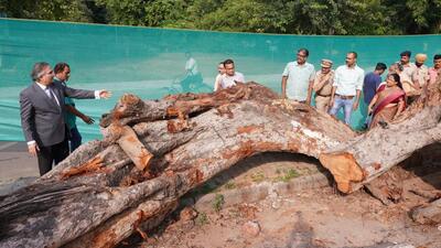A one-member inquiry committee, headed by retired justice Jitendra Chauhan has initiated an inquiry into the tree collapse at Carmel Convent School in Sector 9, which claimed a student’s life. (HT PHOTO) A one-member inquiry committee, headed by retired justice Jitendra Chauhan has initiated an inquiry into the tree collapse at Carmel Convent School in Sector 9, which claimed a student’s life. (HT PHOTO)