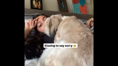 This adorable Shih Tzu dog apologises to her mom in the cutest way.&nbsp; (Instagram/@niftyinanutshell)