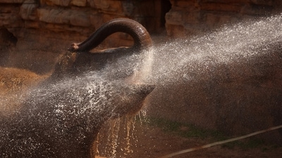 An Asian elephant cools down under a water spray at Chester Zoo in Chester, Britain. (REUTERS)