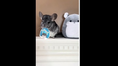 The pet chinchilla hides like a toy when the landlord comes over. (phillychinchilly/Instagram) The pet chinchilla hides like a toy when the landlord comes over. (phillychinchilly/Instagram)
