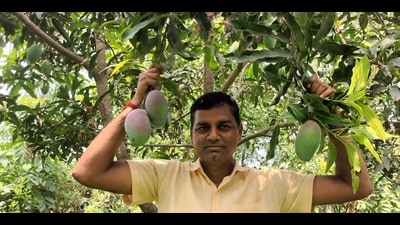 Prashant Kumar Pandey rejoicing in his ‘Tommy Atkins’ mango crop. (HT Photo) Prashant Kumar Pandey rejoicing in his ‘Tommy Atkins’ mango crop. (HT Photo)