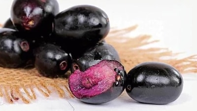 Other sources include jamun, dry apricots, ragi, lentils, moringa leaves, tamarind pulp, groundnut… (iStock) Other sources include jamun, dry apricots, ragi, lentils, moringa leaves, tamarind pulp, groundnut… (iStock)