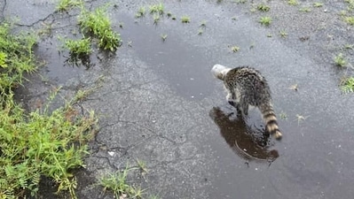 The raccoon roams around with a plastic jar stuck on its head before getting rescued.&nbsp; (Pittsburgh Bureau of Police)