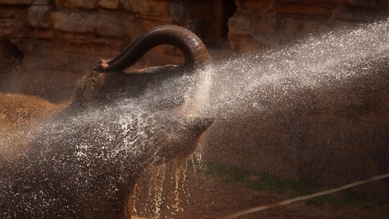 An Asian elephant cools down under a water spray at Chester Zoo in Chester, Britain.(REUTERS)