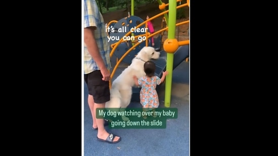 A screengrab of the video of a golden retriever dog supervising its human's baby.&nbsp;(_mostlyadorable_/Instagram)