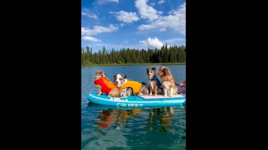 A screengrab of the video of a group of dogs sitting on a paddleboard.&nbsp;(carl.explores/Instagram)