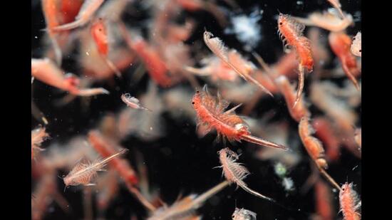 “Sejal Mehta walks on the shore, talks to researchers, gets stung or plankton-ed, but comes away grinning.” In this picture, a shoal of Artemia plankton (Shutterstock)