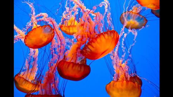 Spectacular jellyfish. (Shutterstock)
