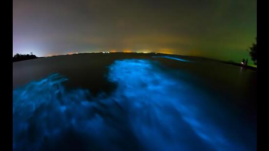 Bioluminescence. “There is another striking passage on Noctiluca, light bearing plankton, which sucks out oxygen from all its surroundings. Mehta watches the phenomena, with a touch of sadness, the beaches and her hands in the water shimmering with the plankton.” (Shutterstock)