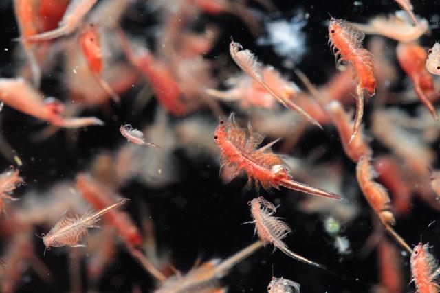 “Sejal Mehta walks on the shore, talks to researchers, gets stung or plankton-ed, but comes away grinning.” In this picture, a shoal of Artemia plankton (Shutterstock) “Sejal Mehta walks on the shore, talks to researchers, gets stung or plankton-ed, but comes away grinning.” In this picture, a shoal of Artemia plankton (Shutterstock)