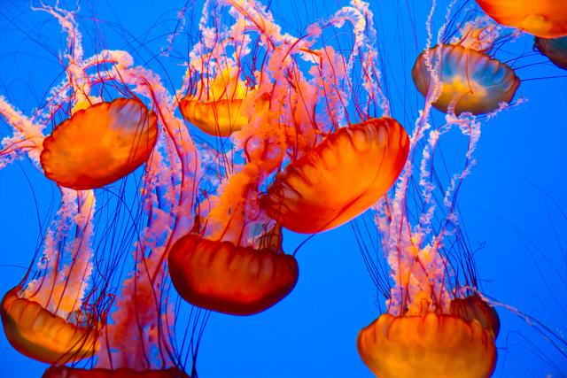 Spectacular jellyfish. (Shutterstock) Spectacular jellyfish. (Shutterstock)