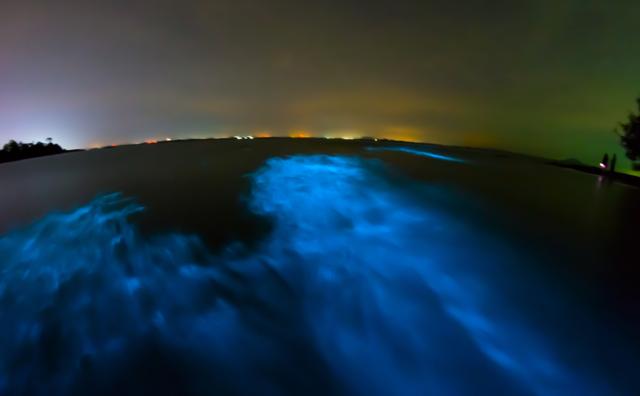 Bioluminescence. “There is another striking passage on Noctiluca, light bearing plankton, which sucks out oxygen from all its surroundings. Mehta watches the phenomena, with a touch of sadness, the beaches and her hands in the water shimmering with the plankton.” (Shutterstock) Bioluminescence. “There is another striking passage on Noctiluca, light bearing plankton, which sucks out oxygen from all its surroundings. Mehta watches the phenomena, with a touch of sadness, the beaches and her hands in the water shimmering with the plankton.” (Shutterstock)