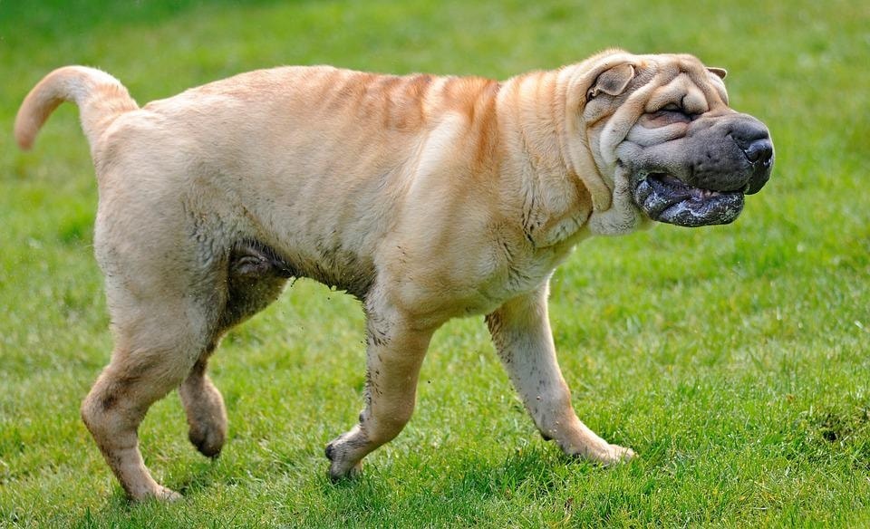 Pet parents need to be extra careful as their pet babies are more prone to skin infections or water-borne diseases in the monsoons (Pixabay) Pet parents need to be extra careful as their pet babies are more prone to skin infections or water-borne diseases in the monsoons (Pixabay)
