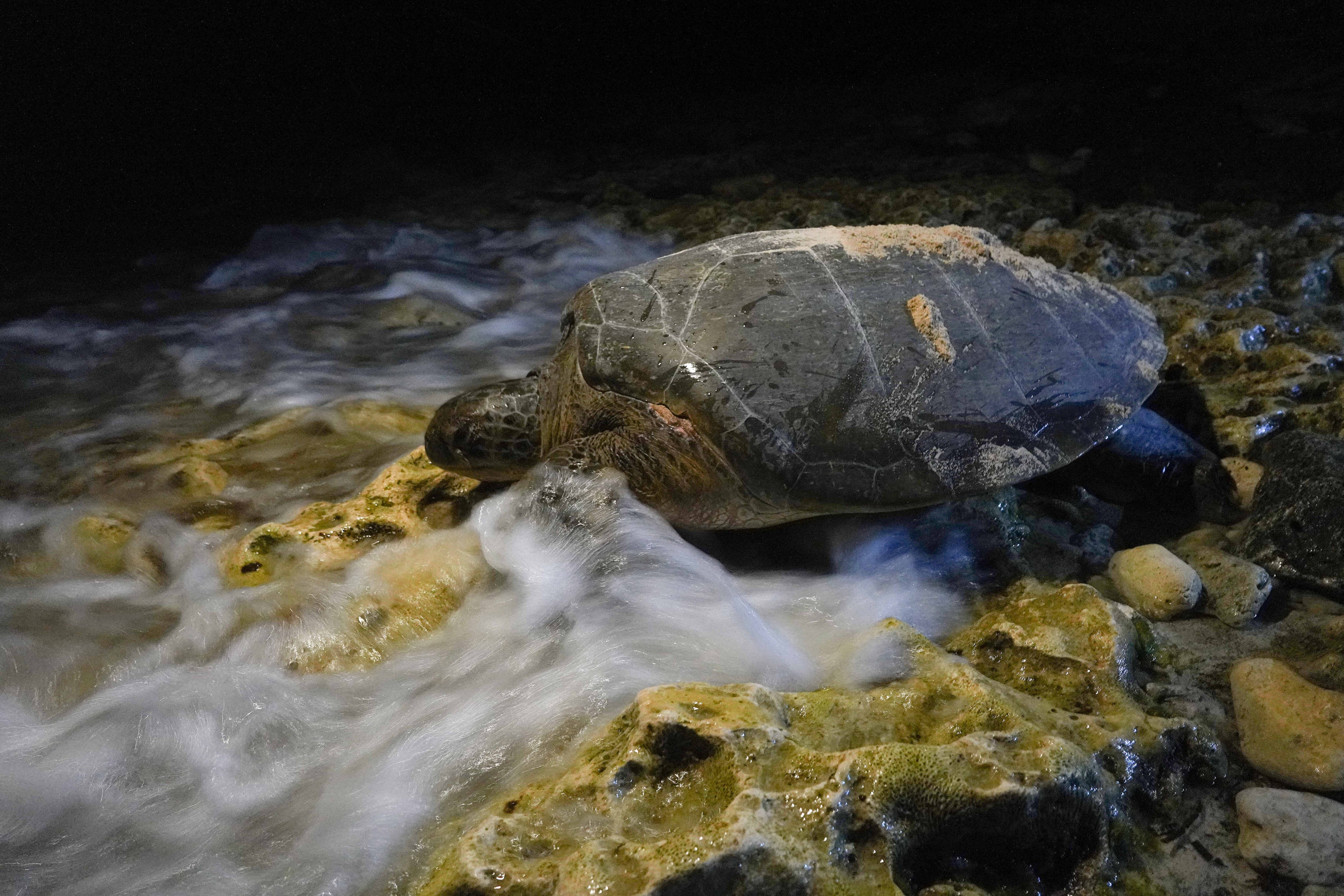 Local reports said some fishermen in the area believe the turtle population is increasing. (REUTERS/Alexandre Meneghini)