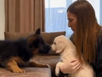 The image, taken from the Reddit video, shows the German shepherd pup meeting golden retriever puppy.
