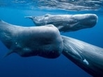 Ambergris is produced by sperm whales - named after the waxy substance called ‘spermaceti’ which is found in their heads.(File image by genevaenvironmentnetwork.org)