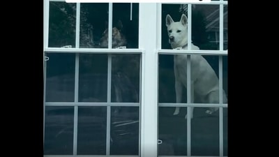 The image is taken from the Instagram video about two dogs. (Instagram/@hobithejindopaws)