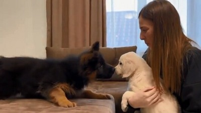 The image, taken from the Reddit video, shows the German shepherd pup meeting golden retriever puppy. (Reddit/@Due-Juice9561)