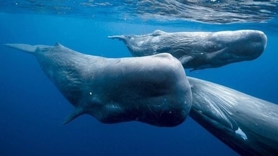 Ambergris is produced by sperm whales - named after the waxy substance called ‘spermaceti’ which is found in their heads. (File image by genevaenvironmentnetwork.org) Ambergris is produced by sperm whales - named after the waxy substance called ‘spermaceti’ which is found in their heads. (File image by genevaenvironmentnetwork.org)
