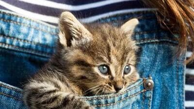 A section of residents of an apartment in south east Kolkata moved NGT alleging that dozens of cats kept by a flat owner are causing air pollution in their housing society. (Representative Image)